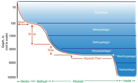 File:Schematic representation of pelagic and benthic zones.jpg - Wikipedia