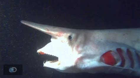 The Rare, Astonishing Goblin Shark Found Off Florida - YouTube