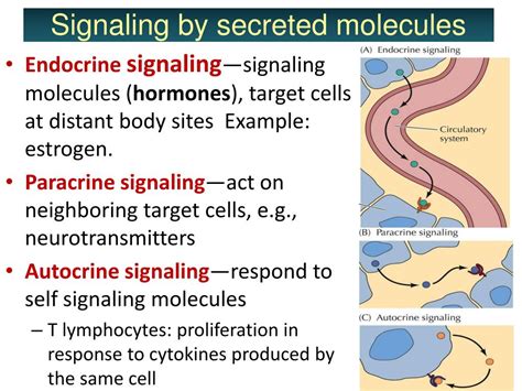 PPT - Cell Signaling I Signaling molecules and their receptors ...