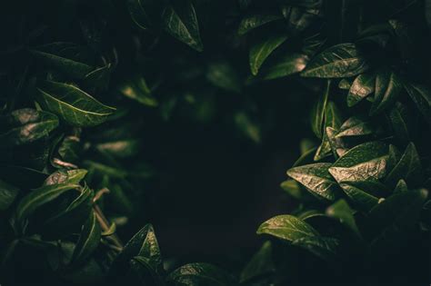 🔥 Free download leaves dark plant green blur closeup 4K wallpaper ...