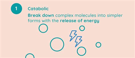 Metabolism and the Role of Enzymes | Studyclix