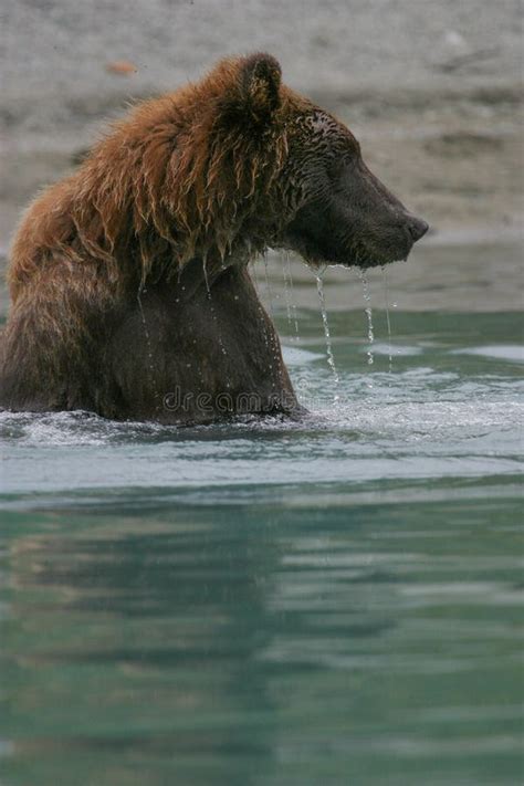 Grizzly Bear Fishing in Alaskan Lake Stock Photo - Image of carnivore ...