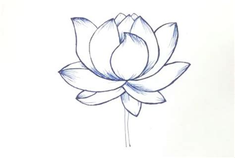 Simple Lotus Flower Drawing | Best Flower Site