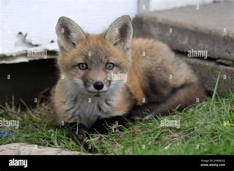 Red fox cubs playing Stock Photo - Alamy