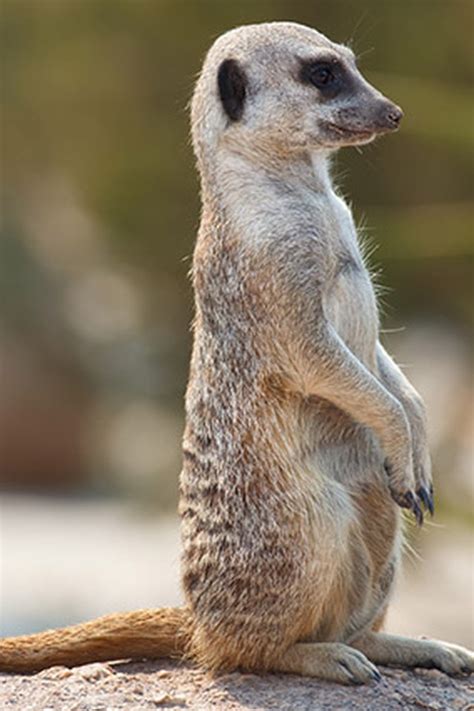 Cute Meerkats - Cute Meerkats Photos - Animal Photos