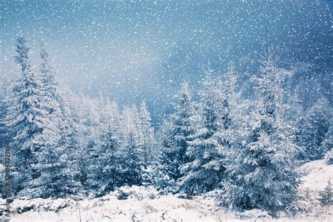 winter wonderland - Christmas background with snowy fir trees in the ...