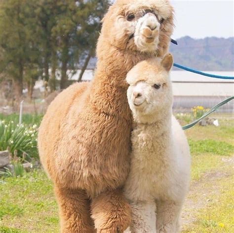 35 Photos That Will Prove Alpacas Will Brighten Even The Gloomiest Day ...