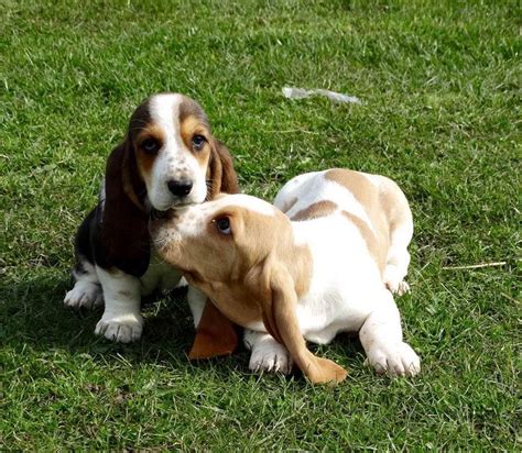 Basset Hound Puppies For Adoption | PETSIDI