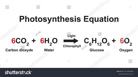 132 Photosynthesis Equation Images, Stock Photos, 3D objects, & Vectors ...