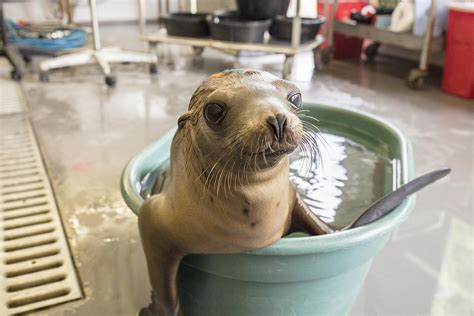 Shedd Experts Help Rescue 55-Plus Stranded Sea Lion Pups in California ...