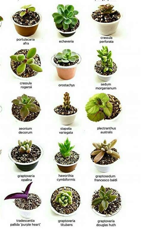 Cactus And Succulents Names | Types Of Succulent Plant