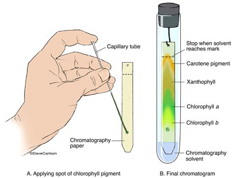 Paper Chromatography | Carlson Stock Art