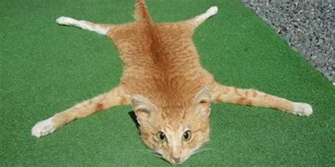 Nothing To Do With Arbroath: 'Bad taste' roadkill cat skin rug sells ...