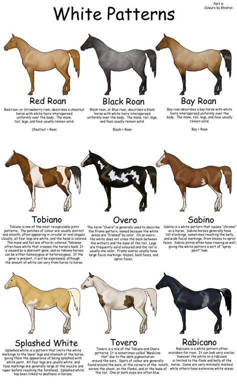 Equine_Colors__White_Patterns_by_Kholran.jpg