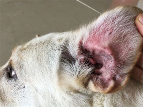 Otitis externa in dogs | Dog health | Kennel Club