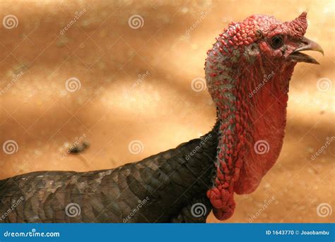 Turkey Neck Stock Photo - Image: 1643770