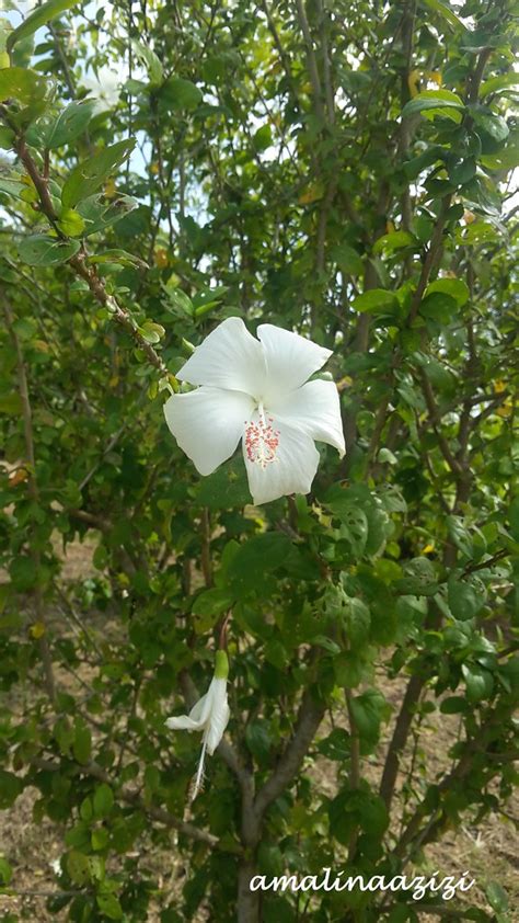 Pokok Bunga Raya Putih di kawasan kampus Bachok, Universit… | Flickr