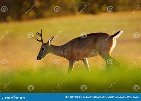 Pampas Deer, Ozotoceros Bezoarticus, Sitting in the Green Grass ...