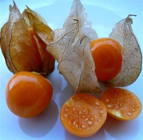 Cape gooseberry - How to grow & care | Cape gooseberry, Physalis, Seeds