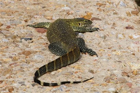 Huge Nile Monitor Lizard