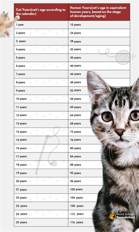 Cat Age Calculator - How Old Is My Cat In Human Years?