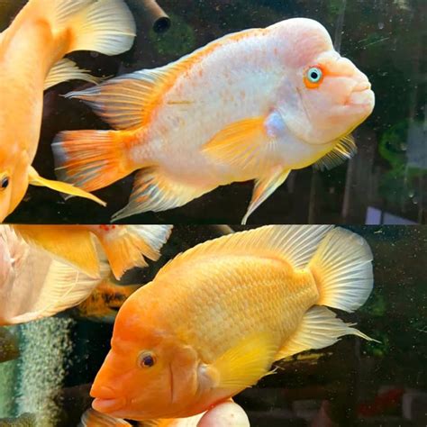 Red Devil Cichlid: Size, Tank Mates & Aggression