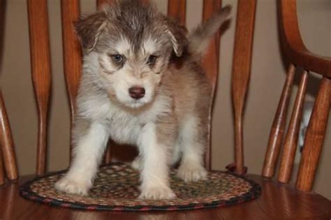 CKC Siberpoo Puppies Ace for Sale in Gainesville, Kentucky Classified ...