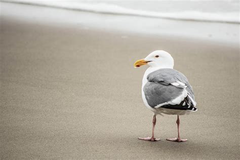 Be Great Seagull on Beach Photograph by Nancy Jacobson - Fine Art America