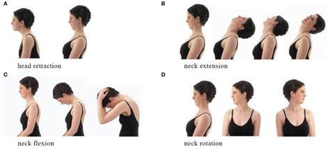 | Neck exercise. (A) Head retarction. (B) Neck extension. (C) Neck ...