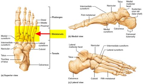 Metatarsalgia - Causes, Symptoms, Treatment, Home Remedies