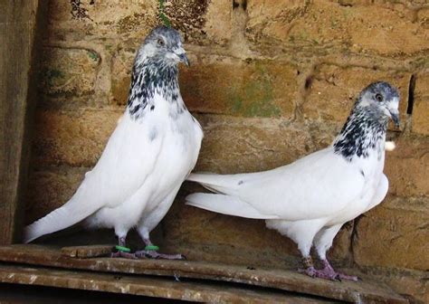 Kabootar ~ Kabootar Baaz | Pakistani Tipplers | Pigeons Photos ...