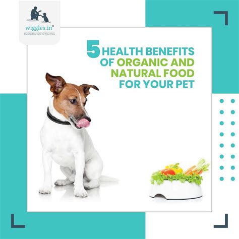 5 Health Benefits Of Organic & Natural Food For Your Pet | by Wiggles ...