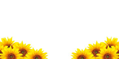 Common sunflower Petal Download - sunflower png download - 4724*2336 ...