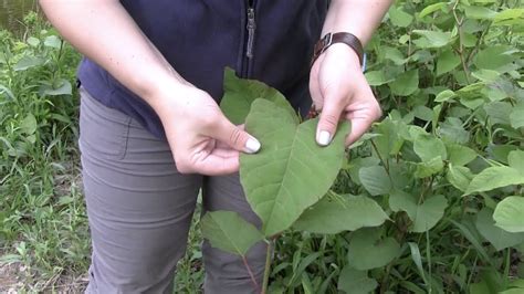 Identification Japanese Knotweed Flowers - devenir-secretaire-medicale