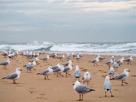 Image of Lots of seagulls standing on a beach with waves behind ...