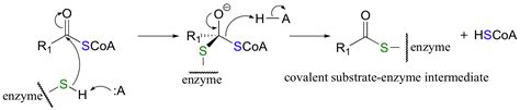 21.8 Chemistry of Thioesters and Acyl Phosphates: Biological Carboxylic ...