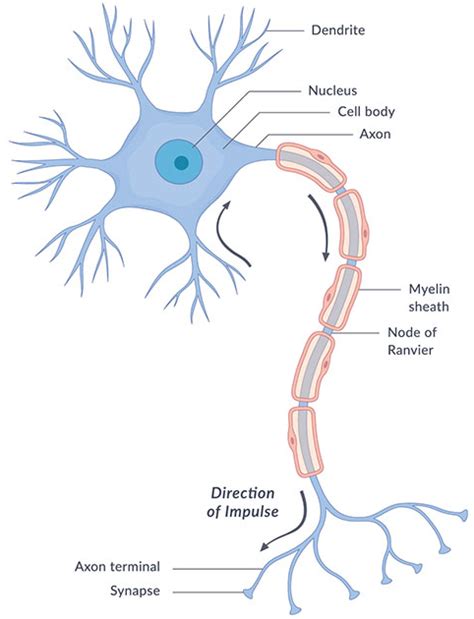 3 parts of a nerve cell