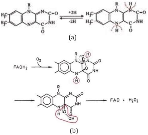 Mechanisms of FAD (a-left) and (b-down). | Download Scientific Diagram