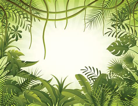 Best Rainforest Illustrations, Royalty-Free Vector Graphics & Clip Art ...