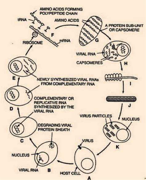 What is Tobacco Mosaic Virus (TMV)? | CivilMint.Com