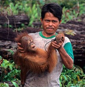 ENDANGERED ORANGUTANS: FIRES, POACHING AND PALM OIL | Facts and Details