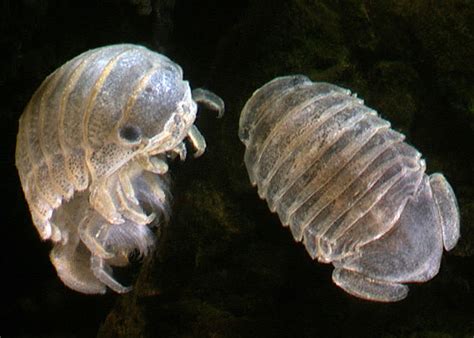 Estuarine isopods (Sphaeromatidae) » Manaaki Whenua