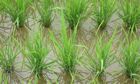 How To Grow Rice For A Sustainable Supply - Epic Gardening