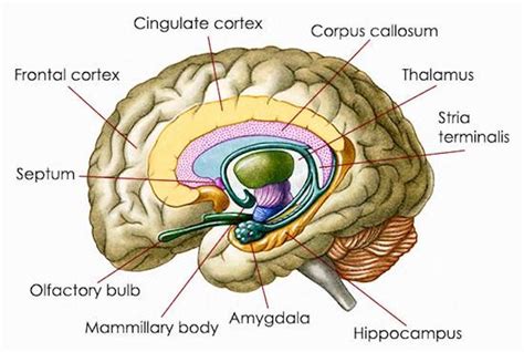 Brain Amygdala