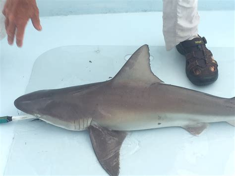 What is a Sand Shark? | Southern Fried Science