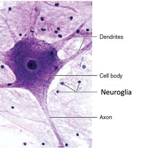 Nervous tissue Diagram | Quizlet