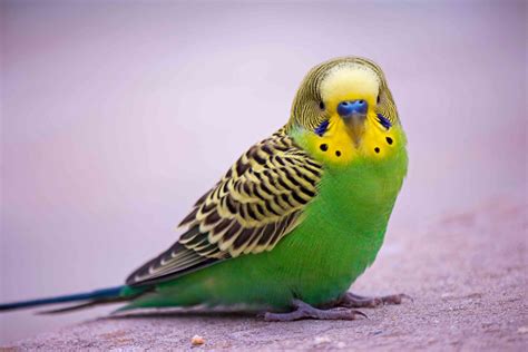 8 Top Green Parrots to Keep as Pets