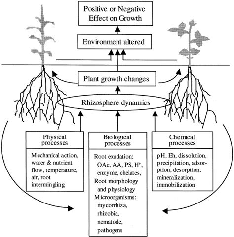 Rhizosphere processes and interactions between two species of crops ...