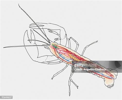 Heart Anatomy Watercolor Photos and Premium High Res Pictures - Getty ...