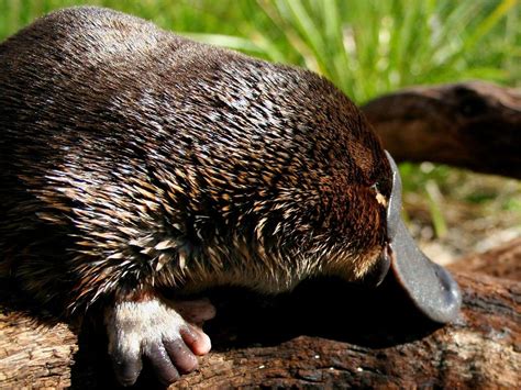 Download Animal Platypus Wallpaper